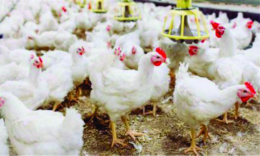 Broiler Chicken